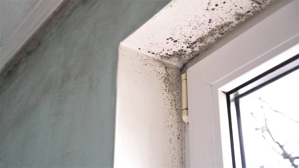 Best Insurance-Related Mold Remediation in Wallington, NJ