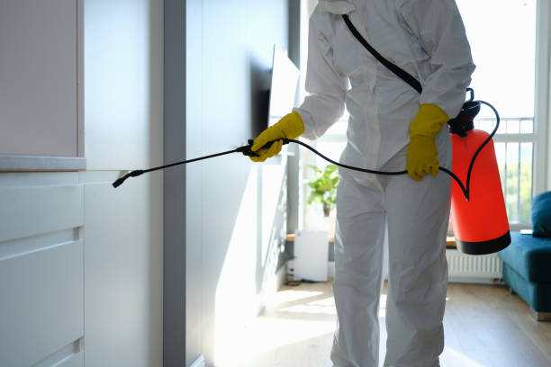 Best Kitchen Mold Remediation in Wallington, NJ