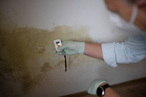 Best Localized Mold Remediation (e.g., coastal areas, humid climates) in Wallington, NJ