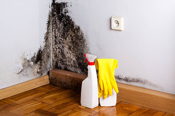 Best Insurance-Related Mold Remediation in Wallington, NJ