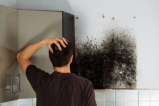 Best Basement Mold Remediation in Wallington, NJ