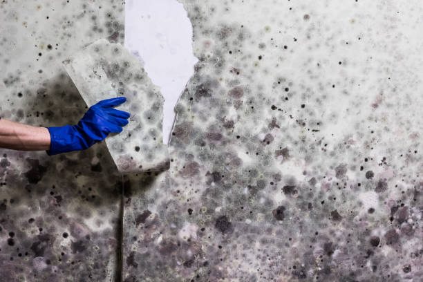 Best Black Mold Remediation in Wallington, NJ